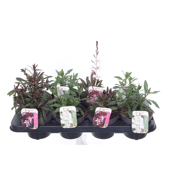 <h4>Gaura lind. mix</h4>