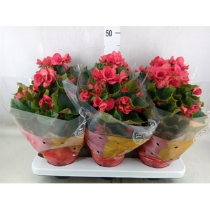 Begonia elat. DU 'Serena'