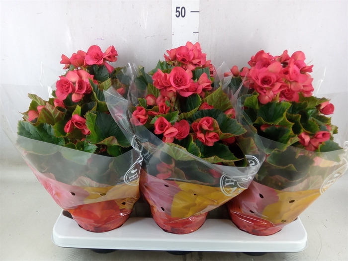 <h4>Begonia elat. DU 'Serena'</h4>
