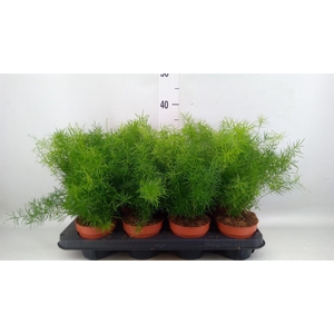 ASPARAGUS DENS. 'MAZEPPA'