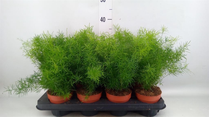<h4>ASPARAGUS DENS. 'MAZEPPA'</h4>