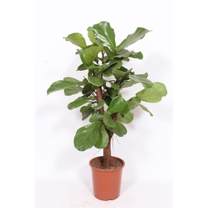 Ficus lyrata