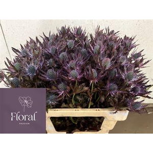 Eryn Pl Ov Klb H% Purper