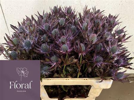 <h4>Eryn Pl Ov Klb H% Purper</h4>