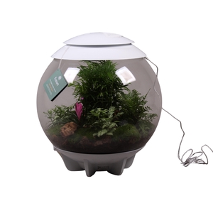 Terrarium XXL Exclusive wit met arrangement