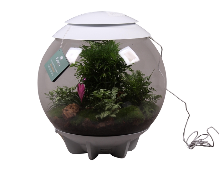 <h4>Terrarium XXL Exclusive wit met arrangement</h4>