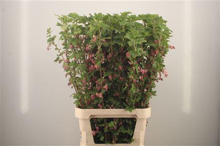 <h4>Ribes King Edward 7</h4>