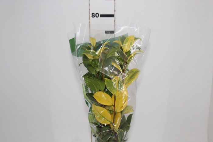 <h4>FOLHAGEM CAMELIA VARIEGATA</h4>
