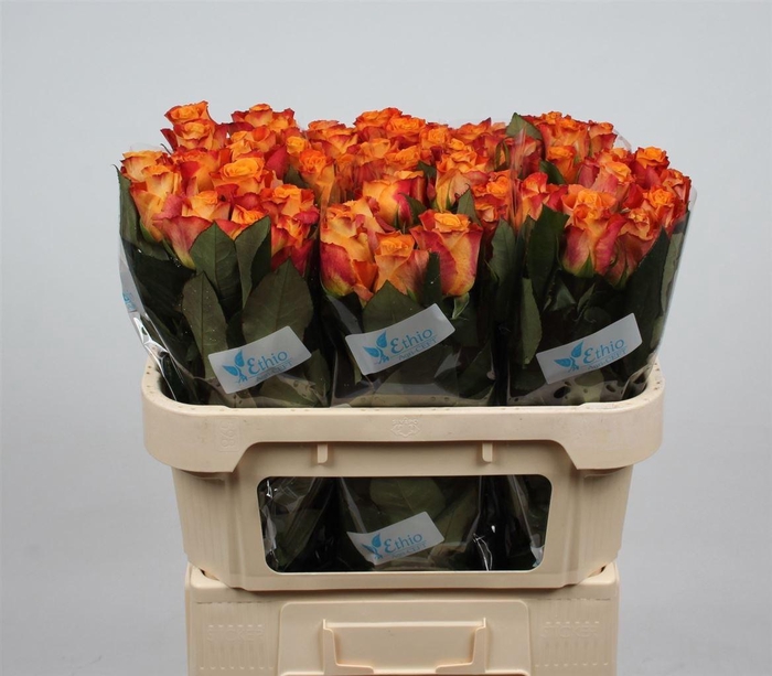 <h4>R Gr Mariyo</h4>