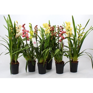 Cymbidium Kerst mix 3-4 tak