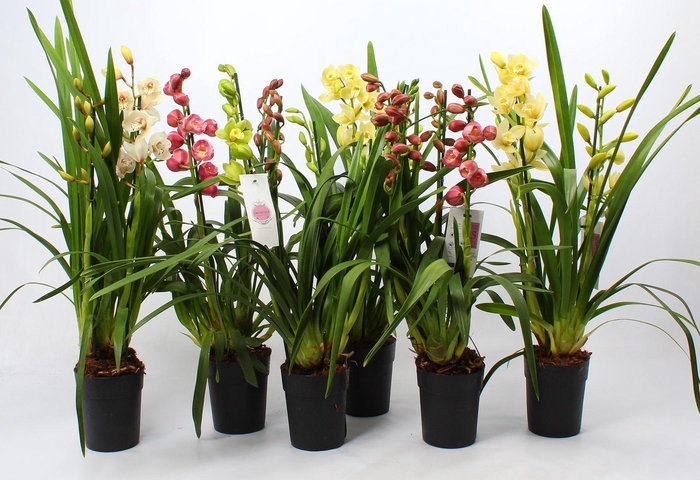 <h4>Cymbidium Kerst mix 3-4 tak</h4>