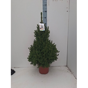PICEA GL CONICA