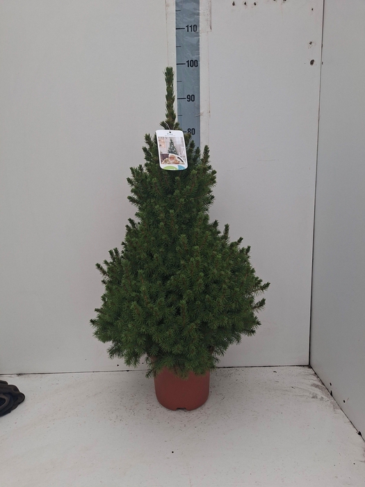 <h4>PICEA GL CONICA</h4>