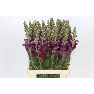 Antirrhinum Potomac Red