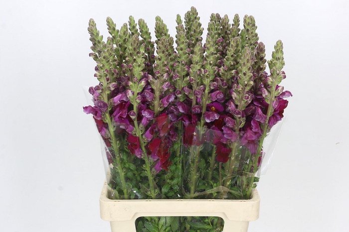 <h4>Antirrhinum Potomac Red</h4>