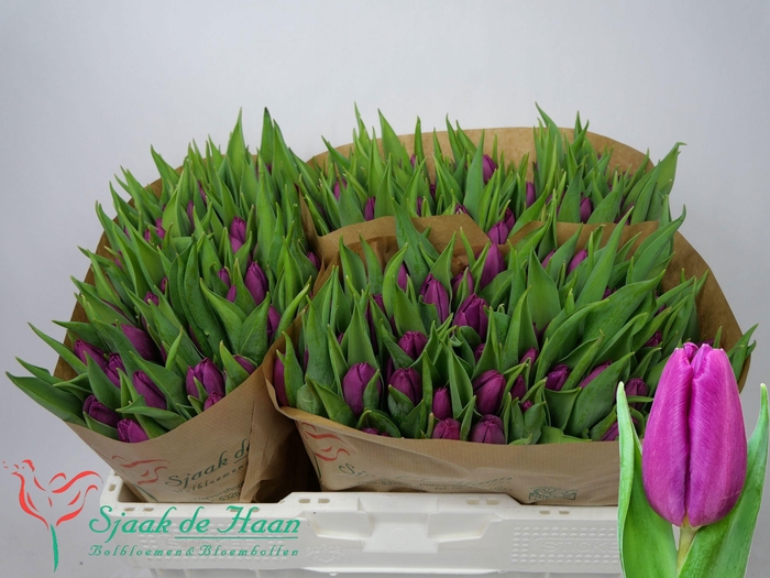 <h4>TU EN PURPLE PRINCE</h4>