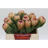 Protea Grandicolor