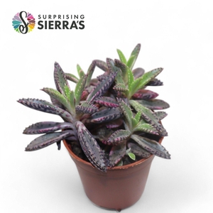 Sierra's® - Kalanchoe Daigremontiana Pink