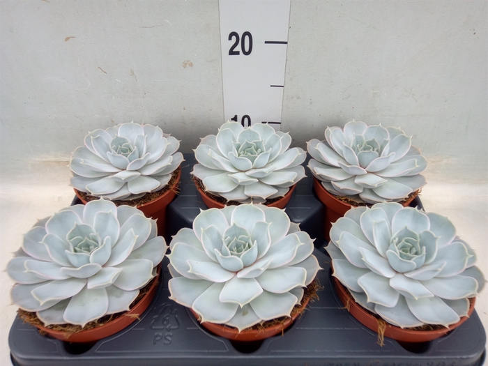 <h4>Echeveria lilacina</h4>