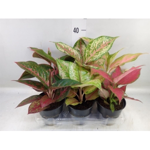 Aglaonema   ...