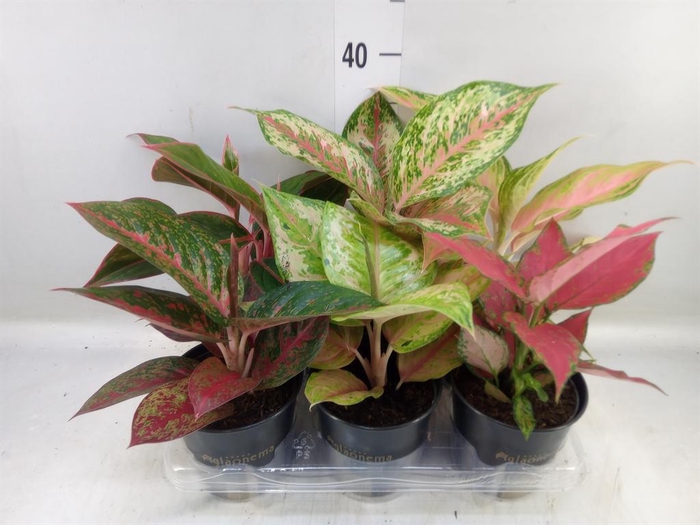 <h4>Aglaonema ...</h4>