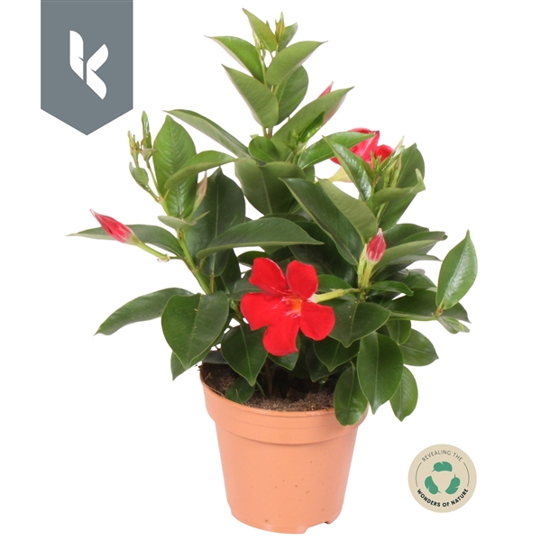 <h4>Dipladenia Rio Deep Red</h4>