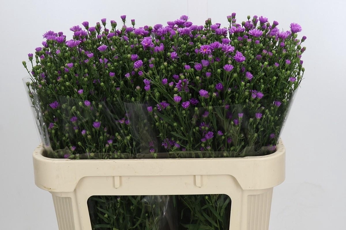 <h4>Aster Casarosa</h4>