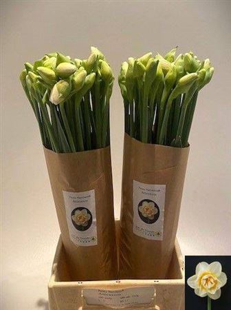 <h4>Narc Paeonia Attention</h4>
