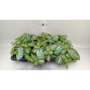 Episcia cupreata 'Minty Imp'