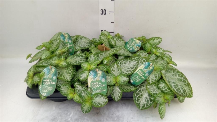 Episcia cupreata 'Minty Imp'