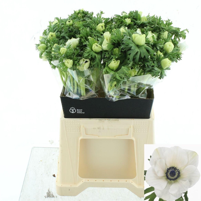 <h4>ANEM CO MAR WHITE</h4>