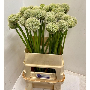 ALLIUM WHITE GIANT