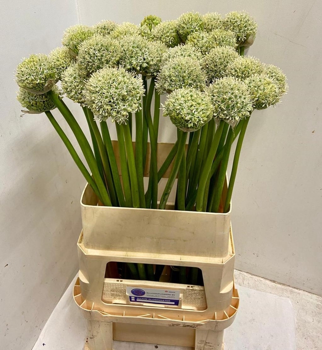 <h4>ALLIUM WHITE GIANT</h4>