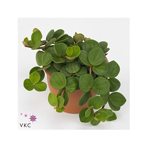 Peperomia Tet. Hope Hangpot