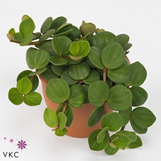 <h4>Peperomia Tet. Hope Hangpot</h4>