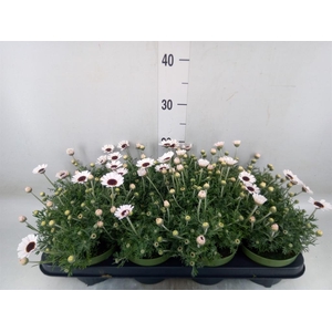 Rhodanthemum  'Casablanca'