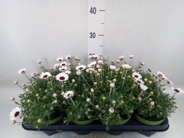 <h4>Rhodanthemum  'Casablanca'</h4>
