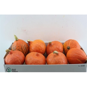 Sier Cuc P Hokkaido X8