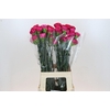 Dianthus St Bizet