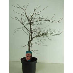 Acer palmatum 'Ornatum' P26