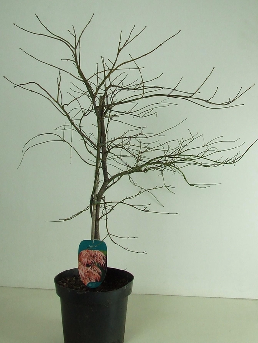 <h4>Acer palmatum 'Ornatum' P26</h4>