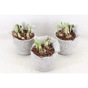 arr4 Narcis JS - Vogelpotje 236/6