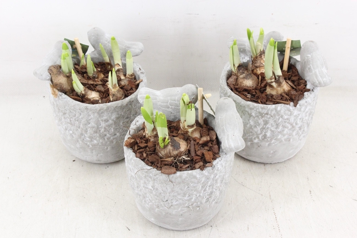 <h4>arr4 Narcis JS - Vogelpotje 236/6</h4>