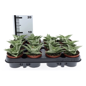 Aloe variegata