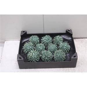 F-stekel Topline Pastel Groen