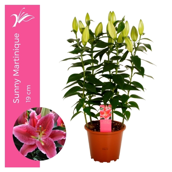 <h4>Lilium Sunny Martinique 19 cm (or. lelie)</h4>