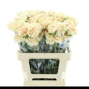 DI ST APPLE TEA X 160