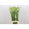 Nerine Like a Virgin