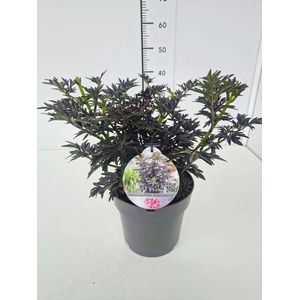 Sambucus nigra