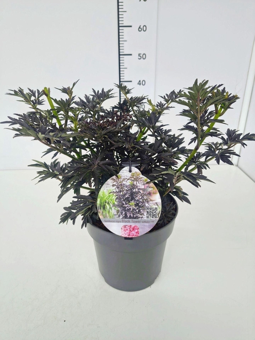<h4>Sambucus nigra</h4>